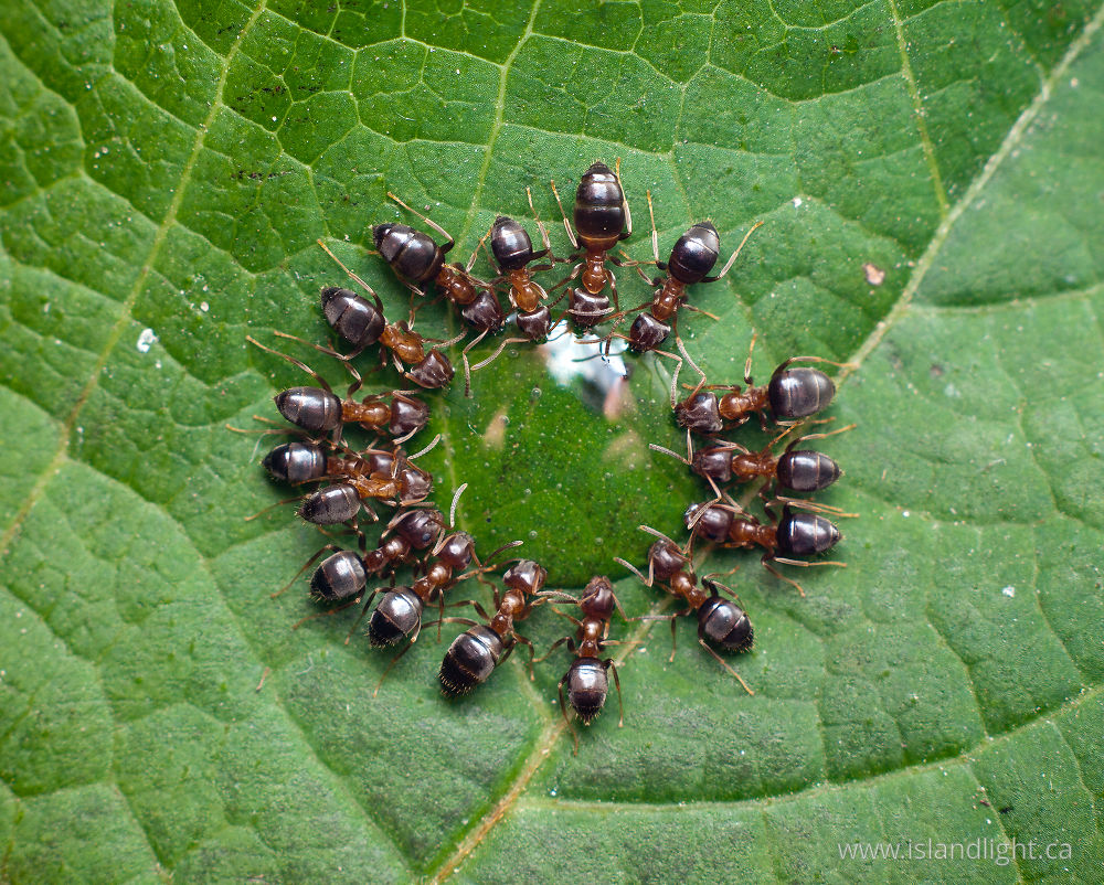 Insect photo from  Aillevillers, Haute-Saone France.