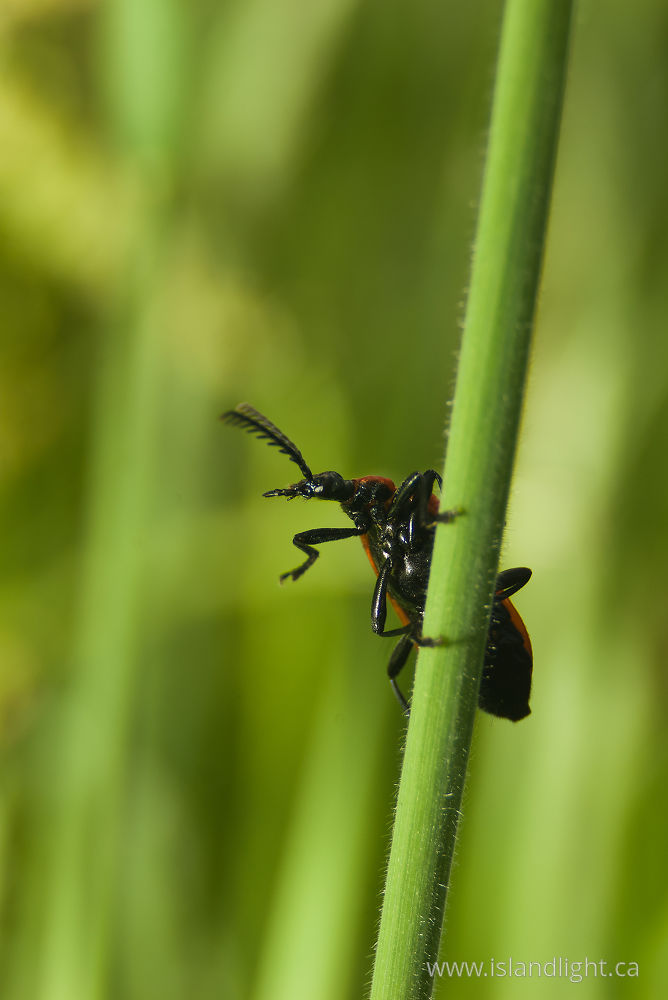 Insect photo from  Aillevillers,  France.