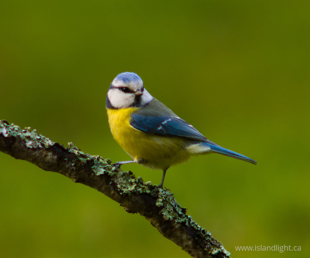 Bird  photo from  Aillevillers, Haute-Saone France.