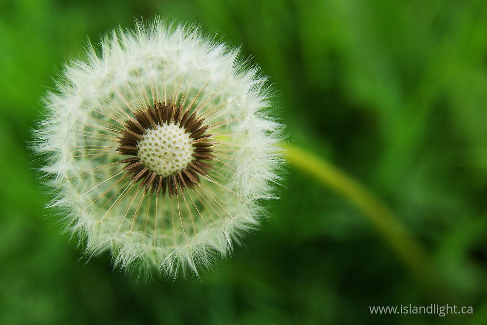 Plant  photo from  Aillevillers, Haute-Saone France.