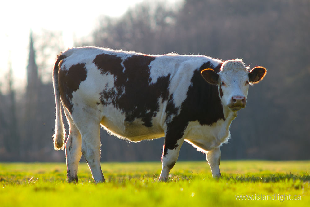 Mammal  photo from  Aillevillers, Haute-Saone France.
