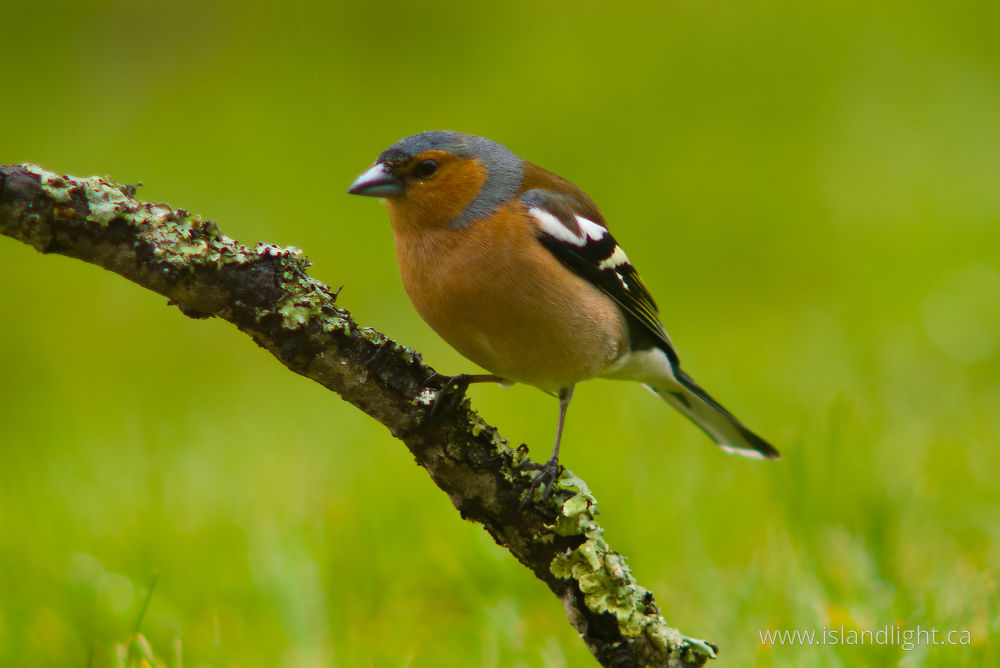 Bird  photo from  Aillevillers, Haute-Saone France.
