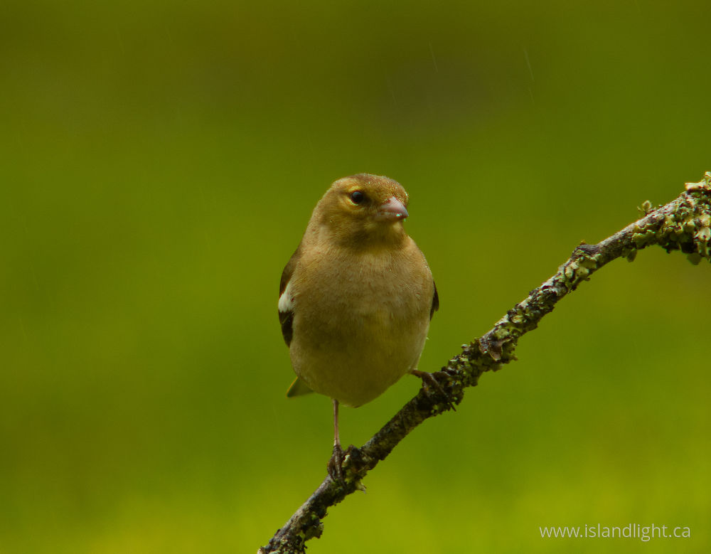 Bird  photo from  Aillevillers, Haute-Saone France.