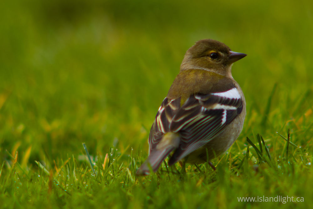Bird  photo from  Aillevillers, Haute-Saone France.