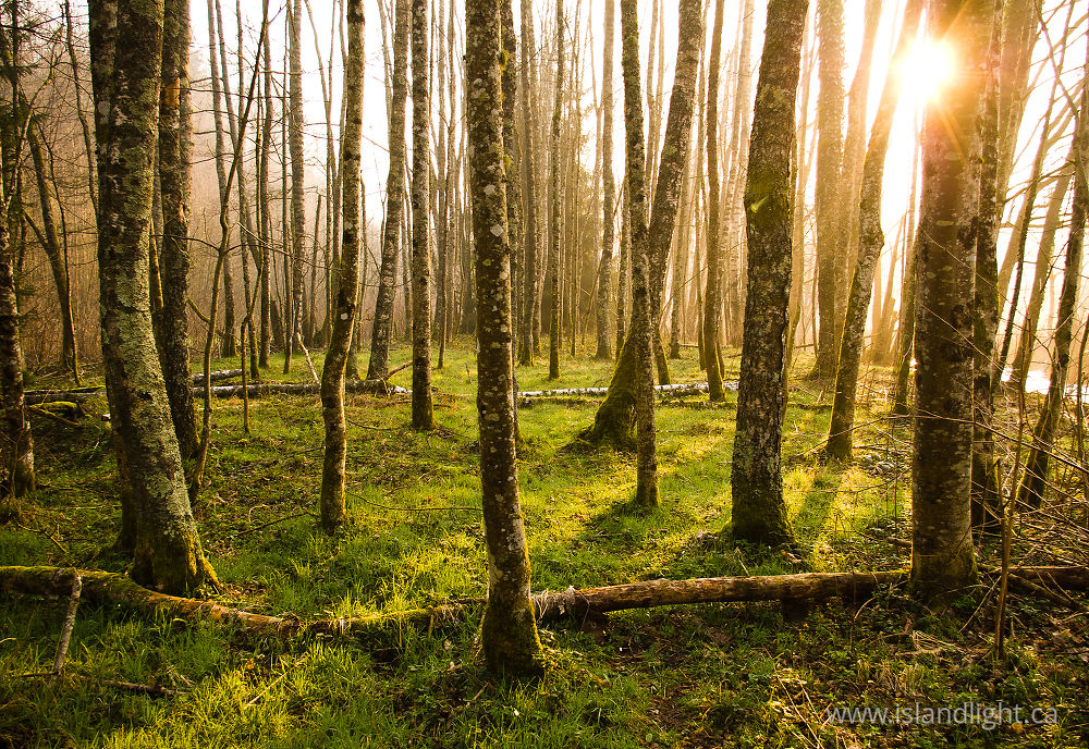 Landscape photo from  Aillevillers,  France.