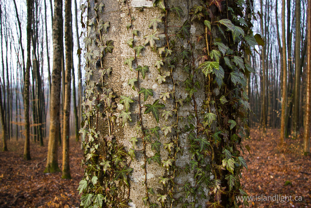 Plant photo from  Aillevillers,  France.