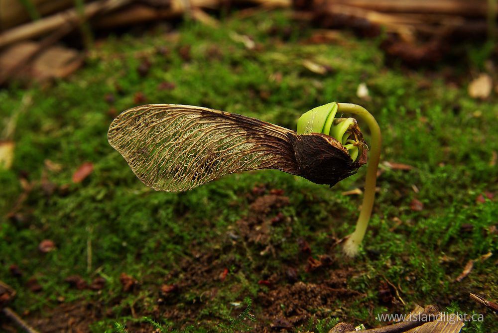 Plant  photo from  Aillevillers, Haute-Saone France.