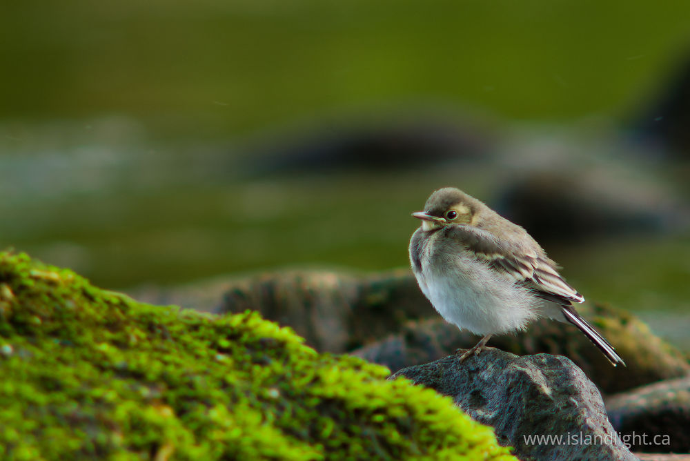 Bird photo from  Aillevillers, Haute-Saone France.