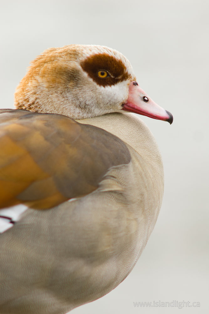 Bird  photo from  Amsterdam,  Netherlands.