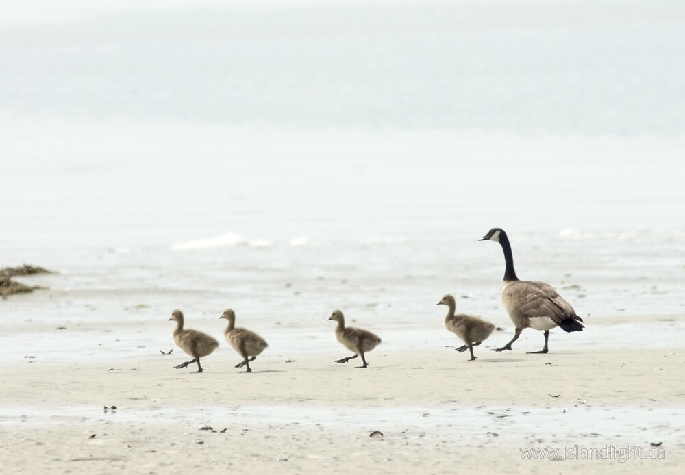 Bird  photo from  Cortes Island, British Columbia Canada.