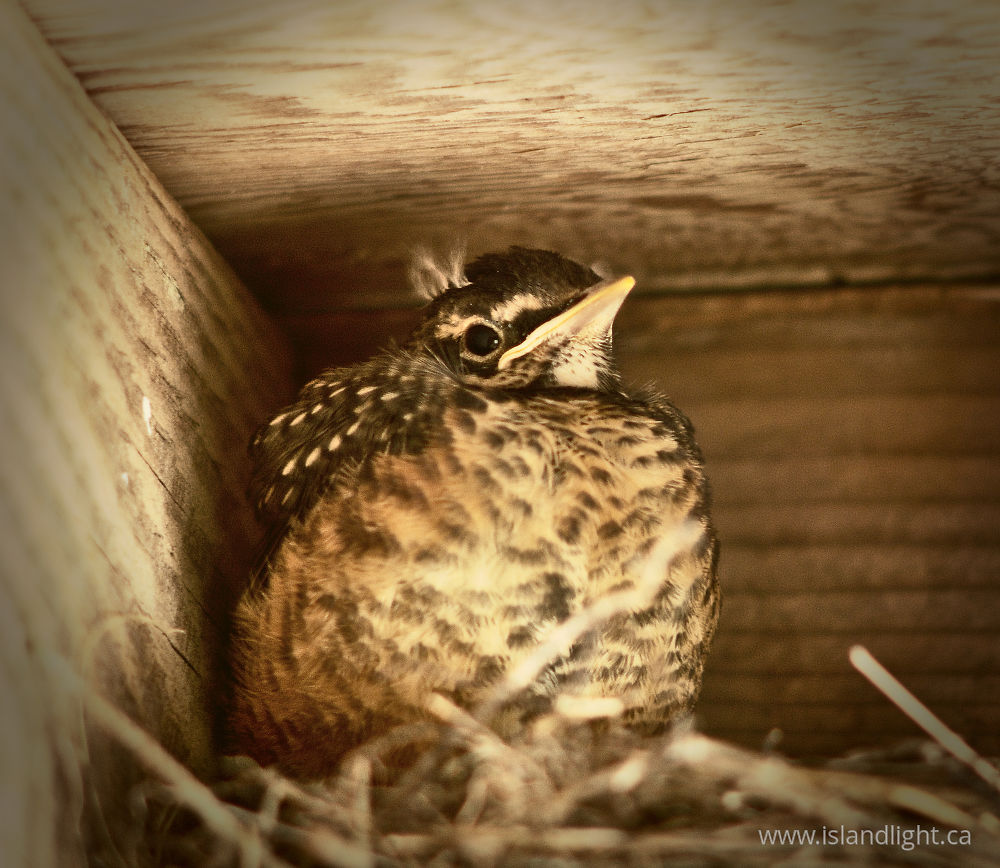 Bird  photo from  Cortes Island, British Columbia Canada.