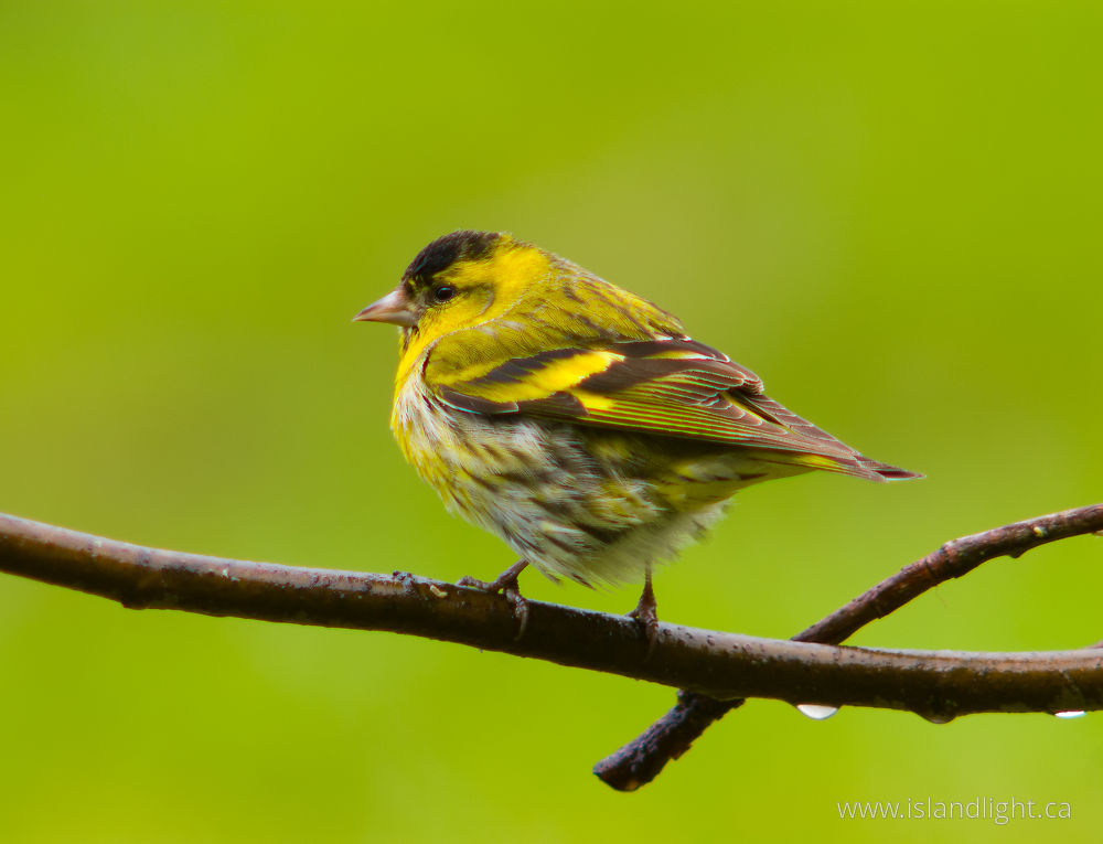 Bird  photo from  Aillevillers, Haute-Saone France.