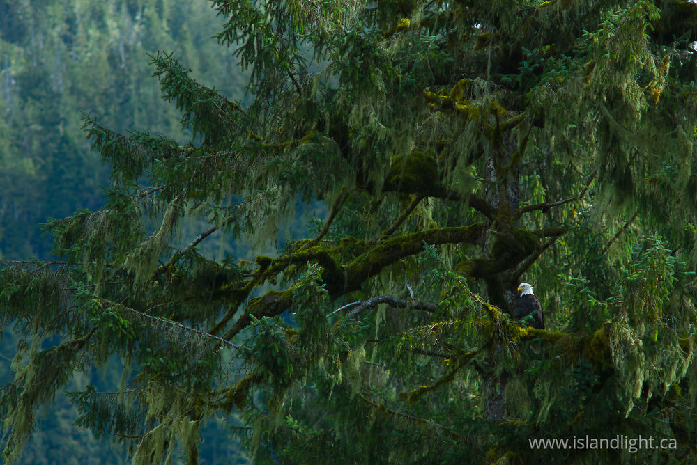 Bird photo from Ahta River Bond Sound, BC Canada.