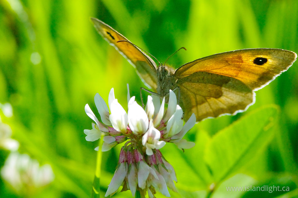 Insect  photo from  , Haute-Saone France.