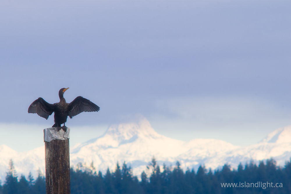 bird photo from  Campbell River, BC Canada.