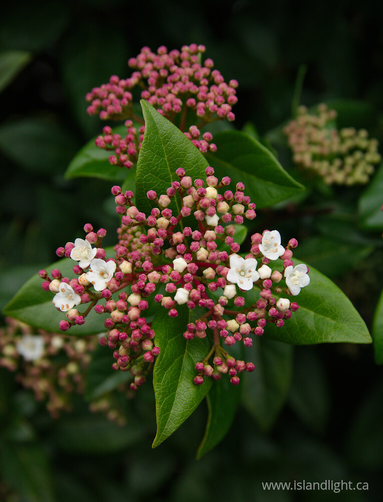 Plant  photo from  Campbell River, British Columbia Canada.
