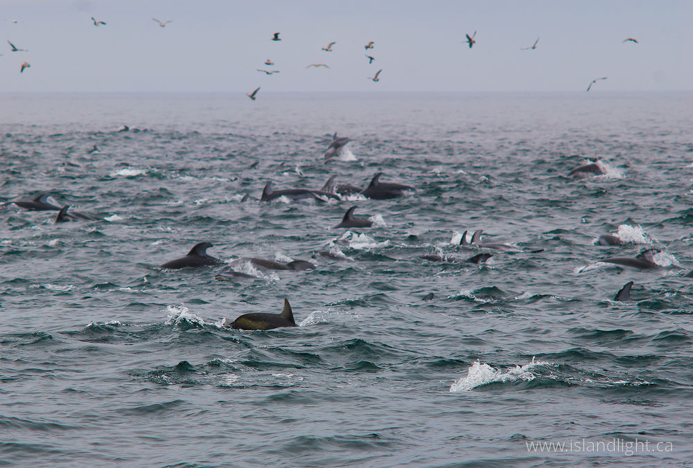 Mammal  photo from  Cape Caution, BC Canada.