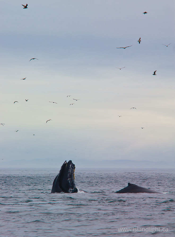 Mammal photo from  Cape Caution, BC Canada.