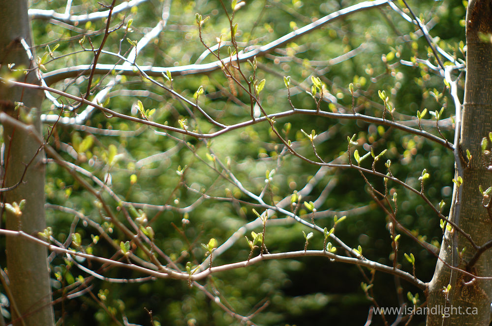 Plant  photo from  Cortes Island, British Columbia Canada.