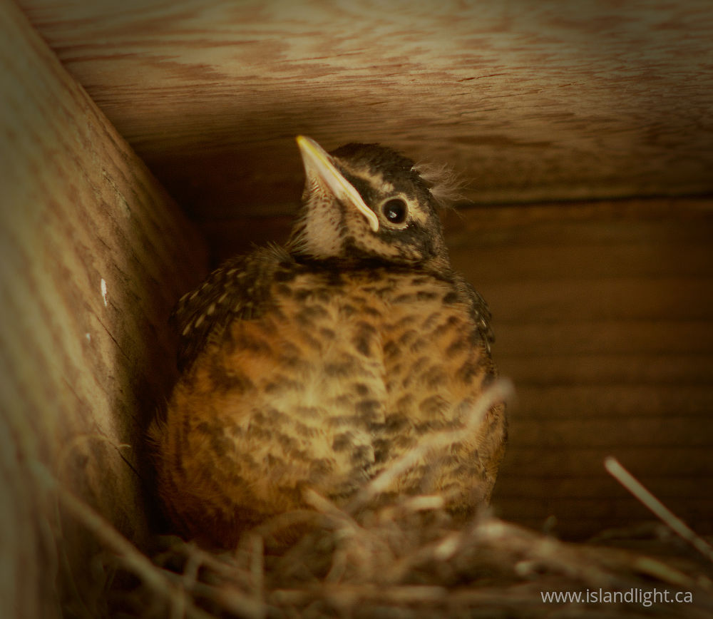 Bird  photo from  Cortes Island, British Columbia Canada.