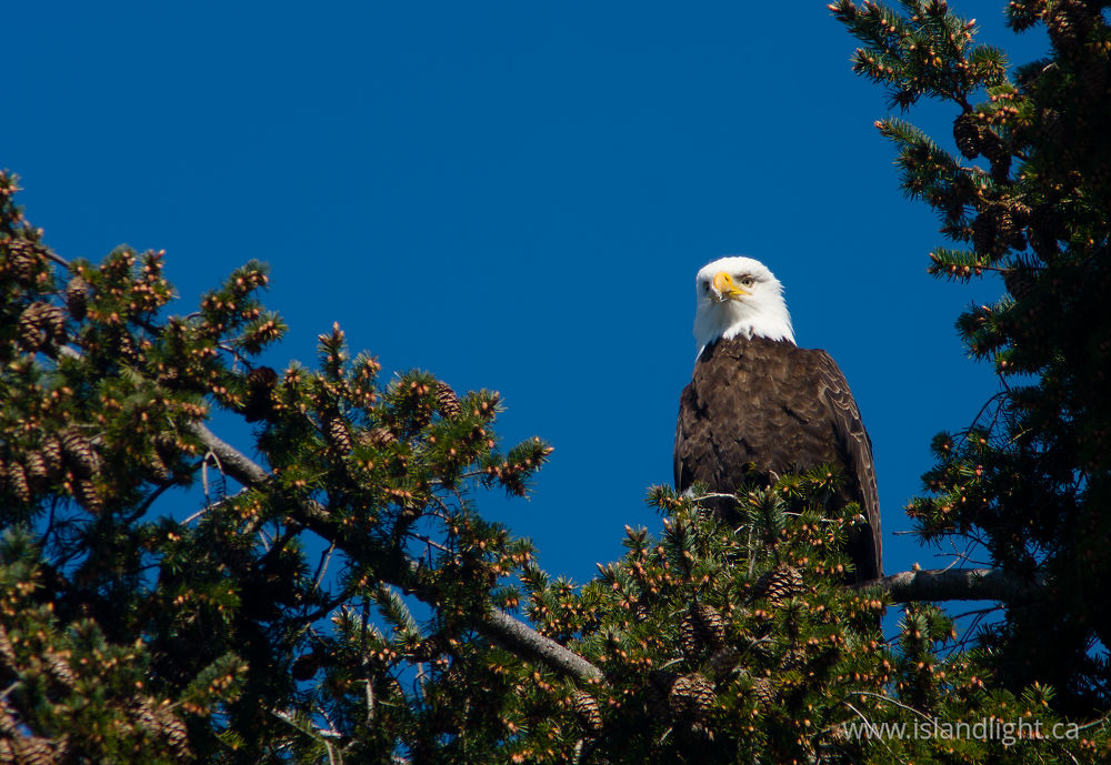 Bird  photo from Smelt Bay Cortes Island, BC Canada.