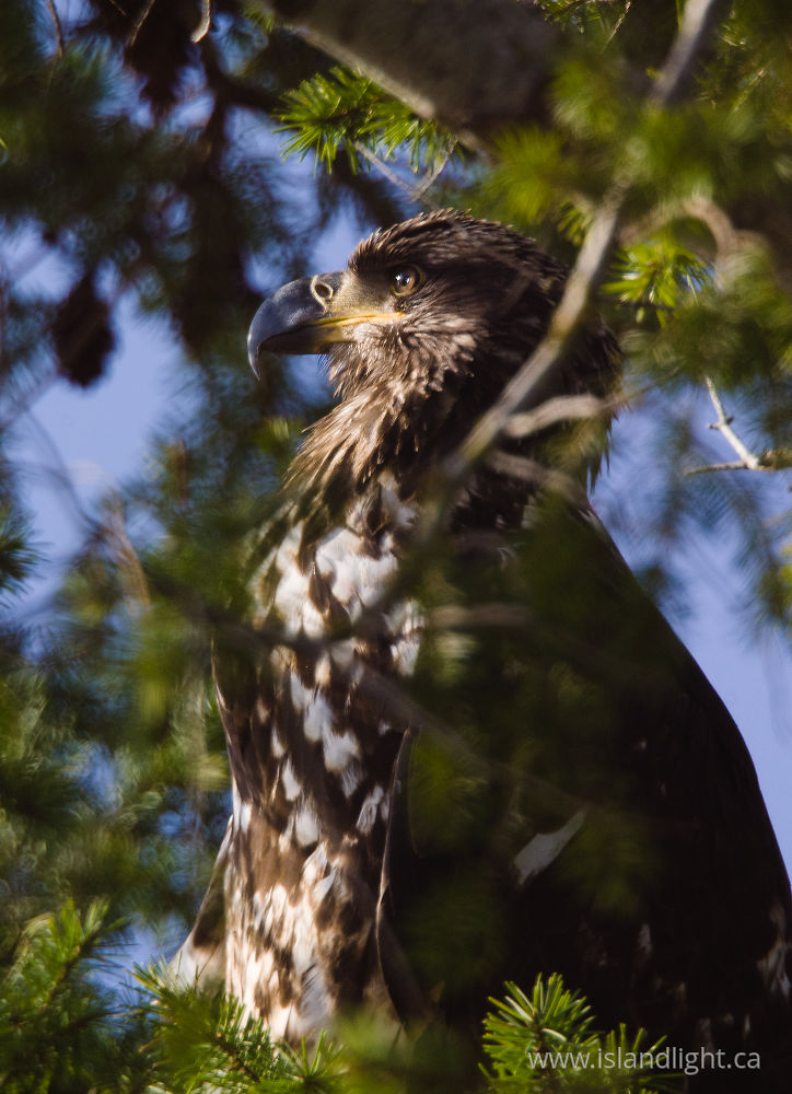 Bird  photo from Smelt Bay Cortes Island, BC Canada.