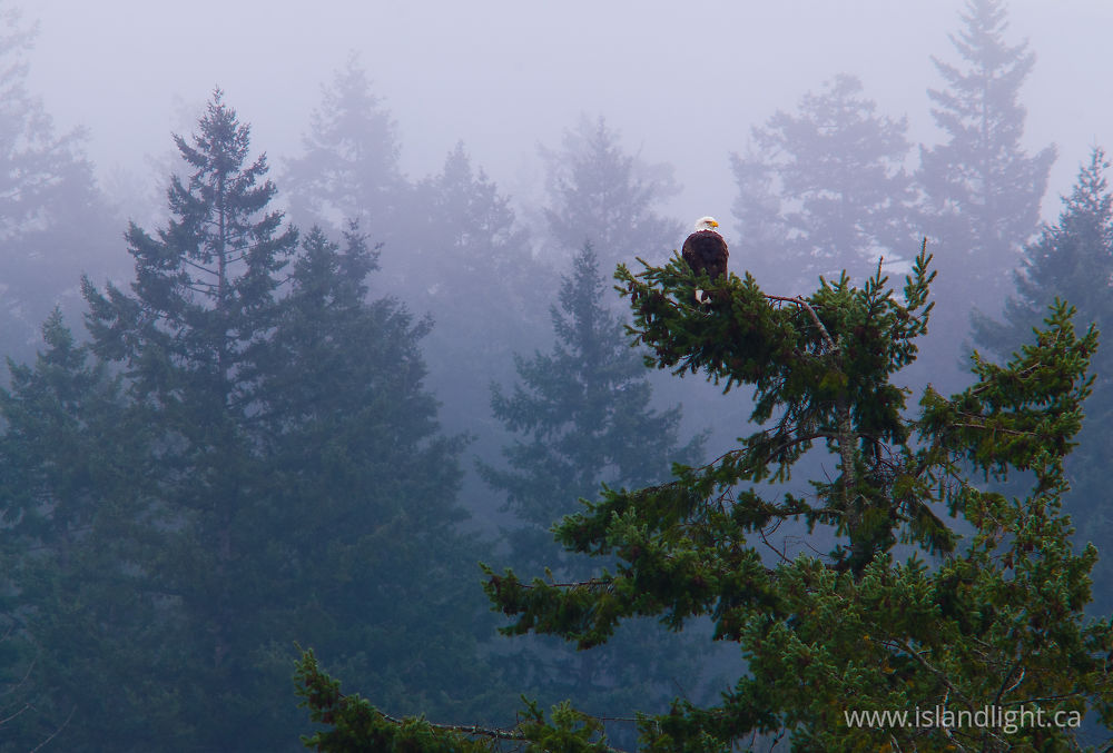 Bird  photo from Mansons Landing Provincial Park Cortes Island, BC Canada.