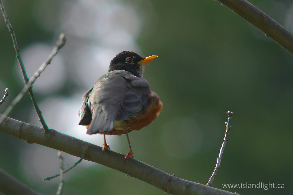 Bird photo from  Cortes Island, BC Canada.
