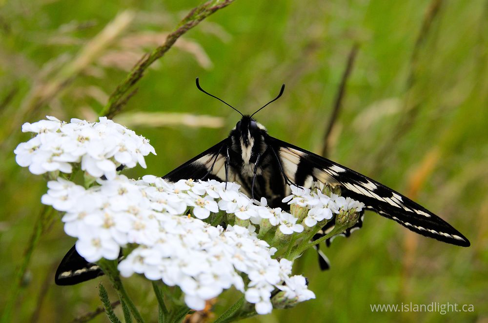 Insect  photo from  Cortes Island, British Columbia Canada.
