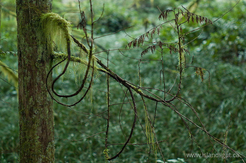 Plant  photo from Basil Brook Cortes Island, BC Canada.