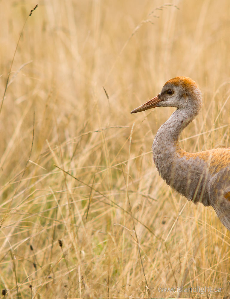 Bird photo from  Cortes Island, BC Canada.