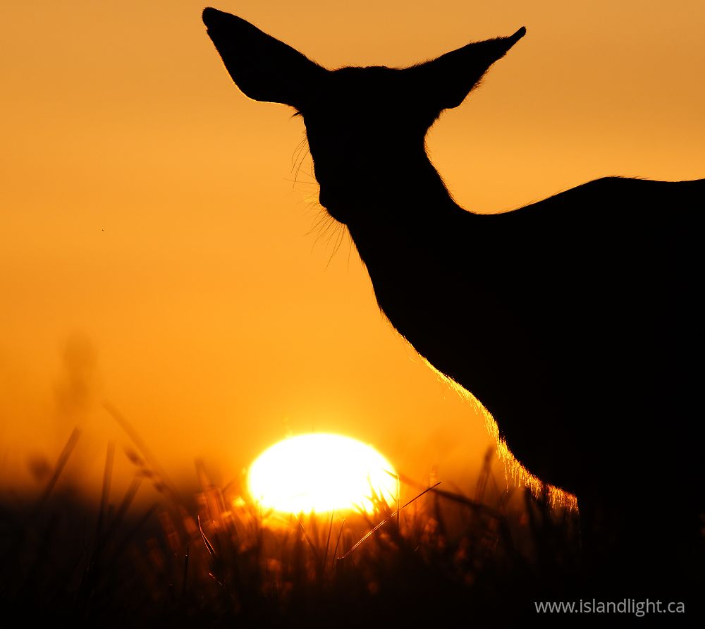 Mammal  photo from  Cortes Island, British Columbia Canada.