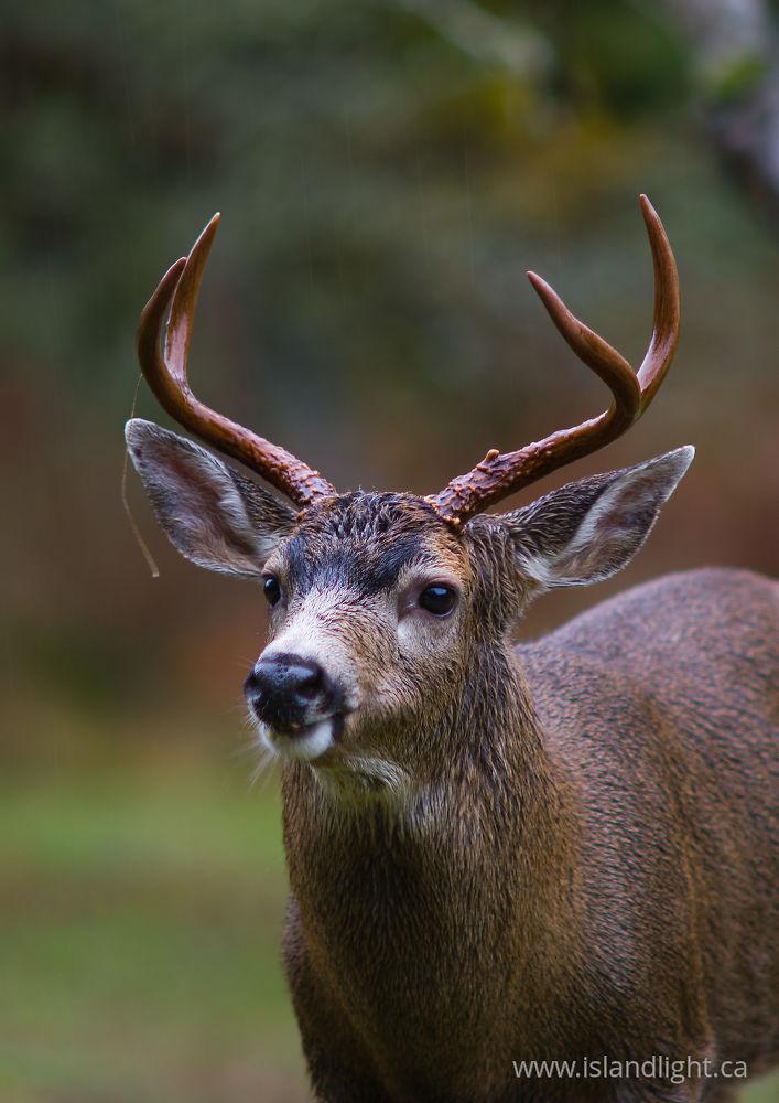 Mammal photo from  Cortes Island, BC Canada.
