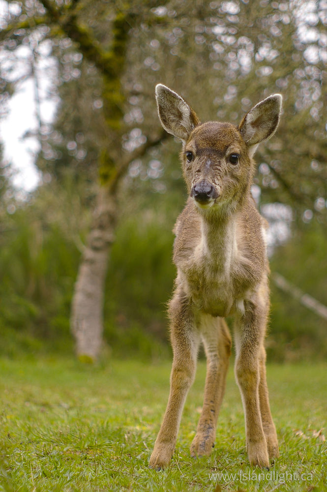 Mammal photo from  Cortes Island, BC Canada.
