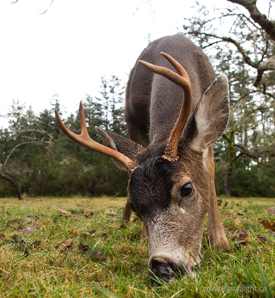 Mammal  photo from  Cortes Island, BC Canada.