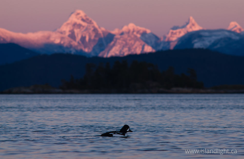 Bird  photo from  Cortes Island, BC Canada.