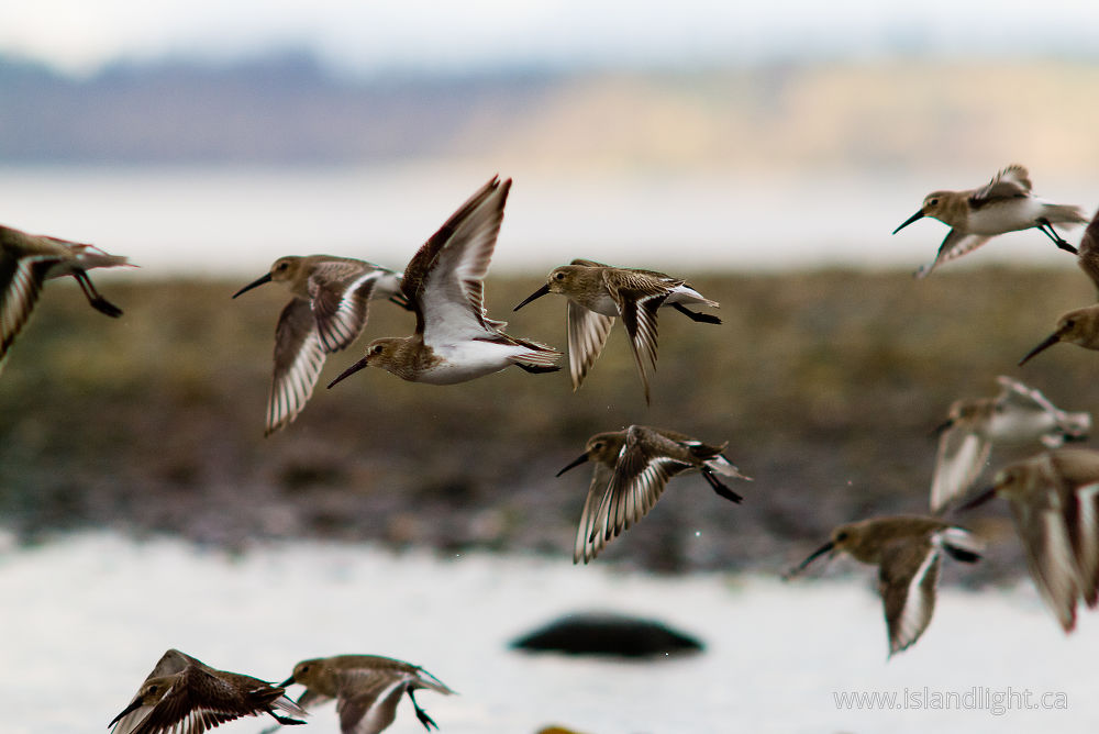 Bird  photo from Smelt Bay Cortes Island, BC Canada.