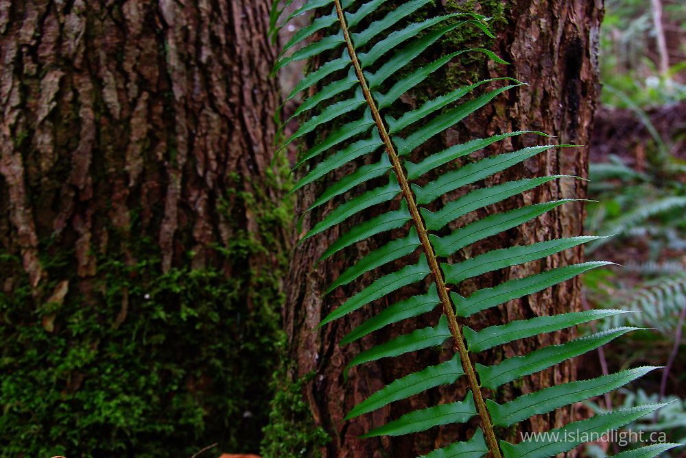 Plant  photo from  Cortes Island, BC Canada.