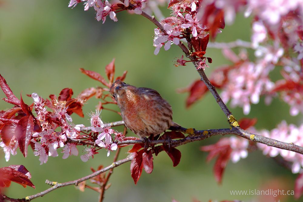 Bird  photo from  Cortes Island, British Columbia Canada.