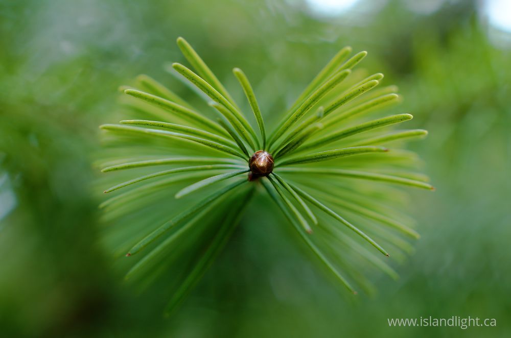 Plant photo from  Cortes Island, British Columbia Canada.