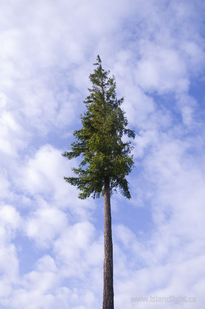 Plant  photo from  Cortes Island, BC Canada.