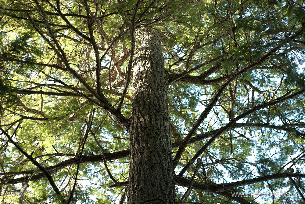 Plant  photo from  Cortes Island, BC Canada.