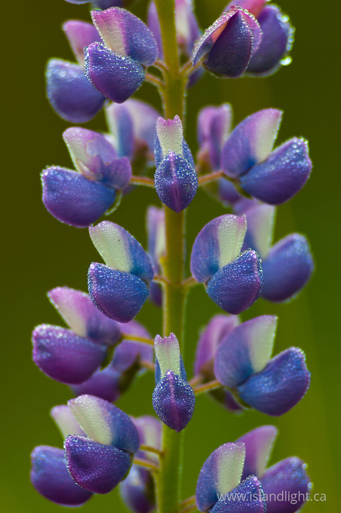 Plant  photo from  Cortes Island, BC Canada.