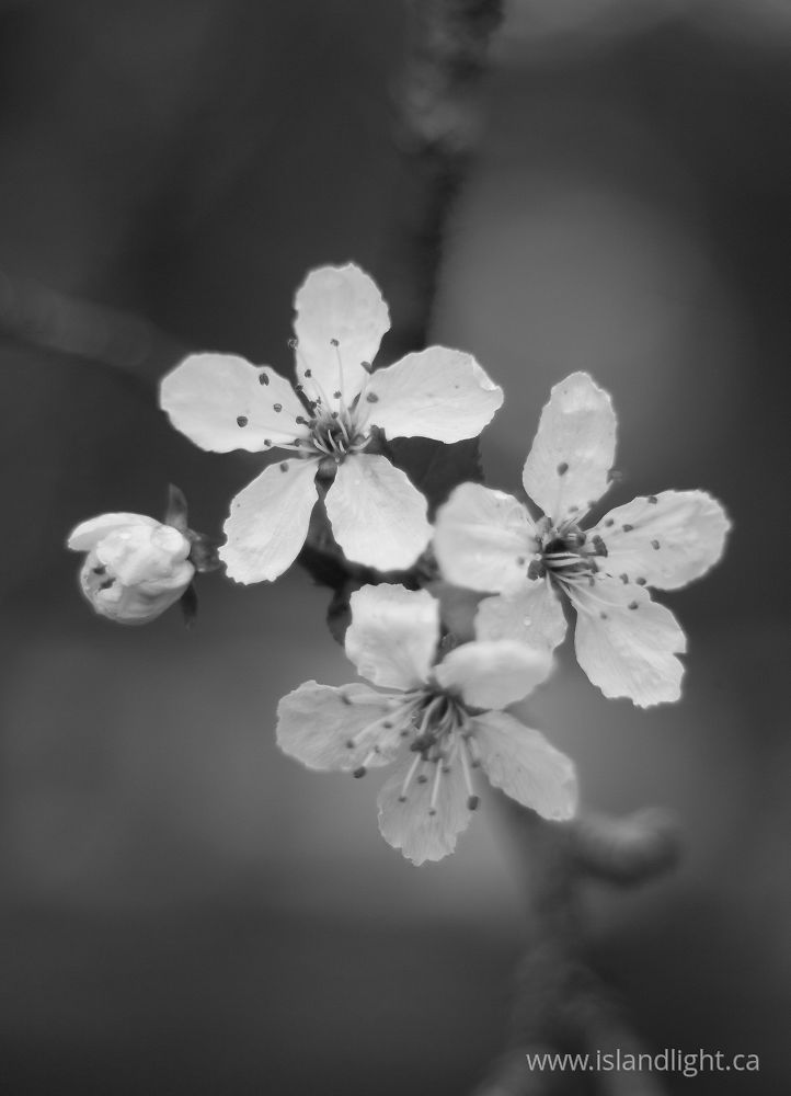 Plant  photo from  Cortes Island, BC Canada.
