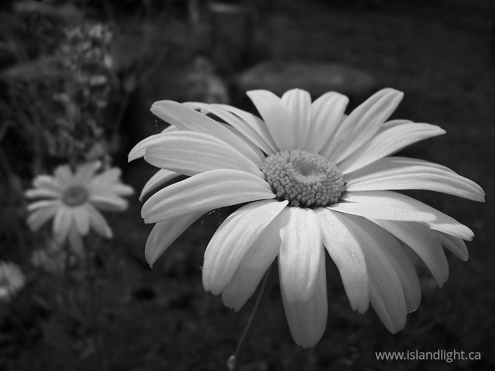 Plant photo from  Cortes Island, BC Canada.