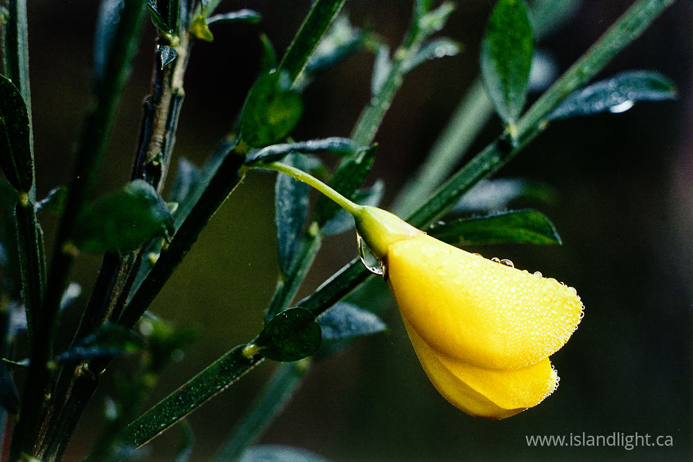 Plant  photo from  Cortes Island, BC Canada.