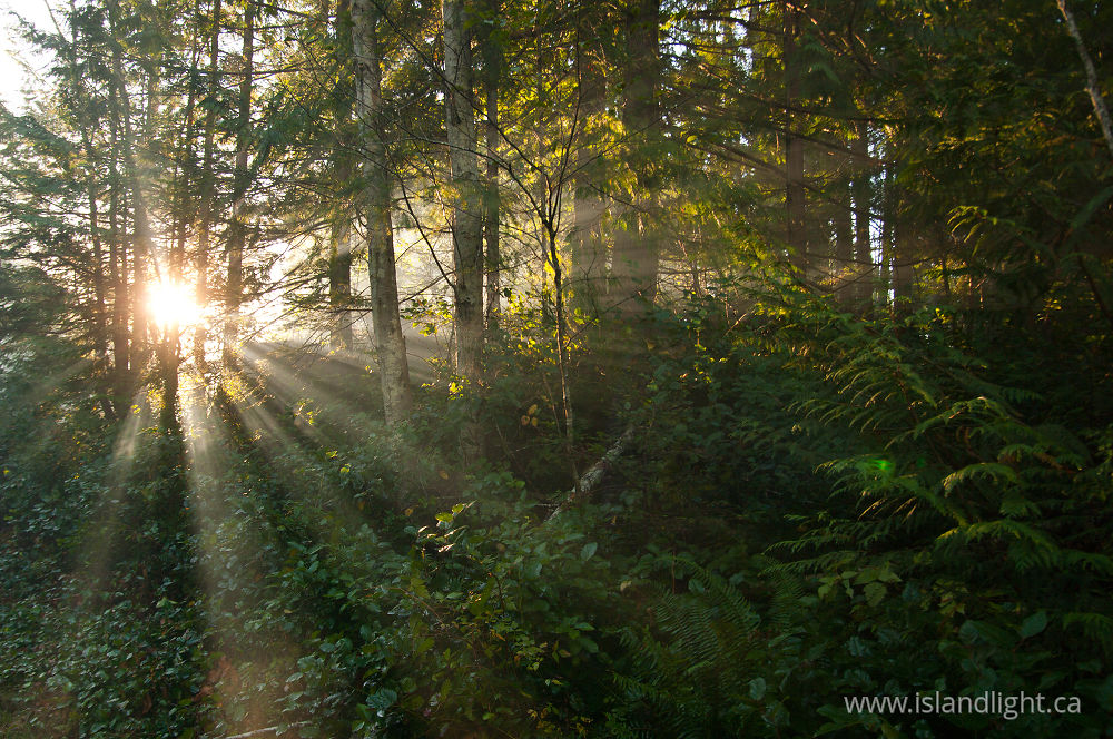 Landscape  photo from  Cortes Island, BC Canada.