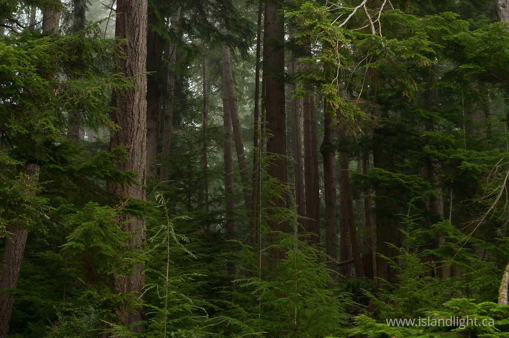Landscape  photo from  Cortes Island, BC Canada.