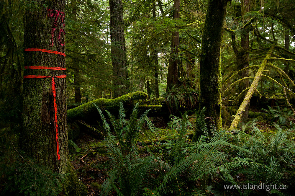 Landscape  photo from Basil Brook Cortes Island, BC Canada.