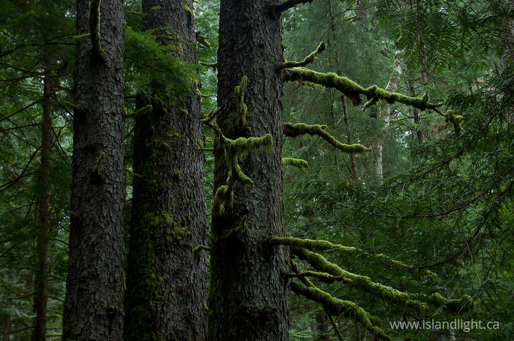 Plant  photo from  Cortes Island, BC Canada.